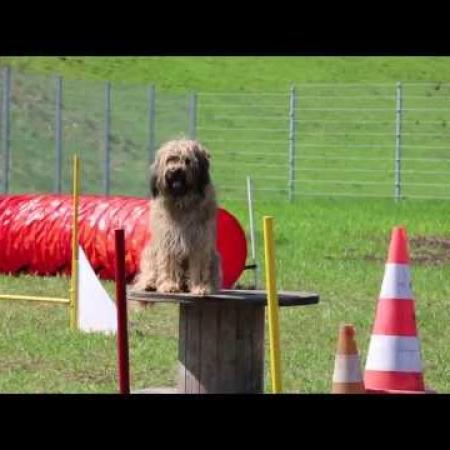 Hafenhunde Agility